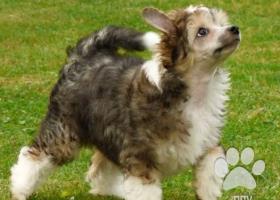 Čínský chocholatý pes s PP - osrstěný pes – Fabian