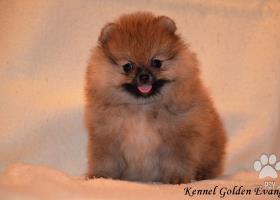 Pomeranian-prodám štěňátka s PP