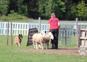 Belgický ovčiak Tervueren s PP