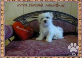 Maltézský psík s PP FCI