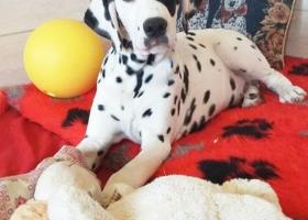 Dalmatinsky pes s PP