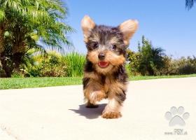 york mini mini yorkshirsky terier šteniatka