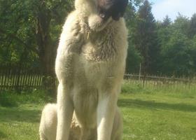 Anatolský pastierský pes „Kangal“