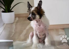 Čínský chocholatý pes - top štěňátka k odběru