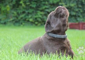 Labrador Retriever - šteniatka s PP