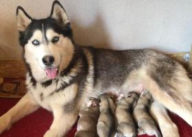 Syberian Husky pure bred Puppies-birth 21.04.2020