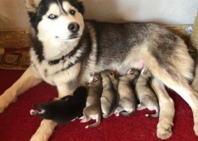 Syberian Husky pure bred Puppies-birth 21.04.2020
