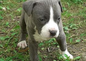 Pitbull blue nose terrier