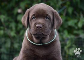 Chocolate puppies labrador retriever / Kennel FCI