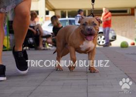 Tricornium bulliez