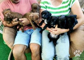 American Pit Bullterrier Puppies na predaj