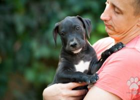 Americký Pit Bull Terrier chlapec na predaj