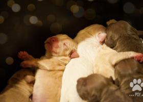 Kúpte si šteniatko pitbulla na Slovensku