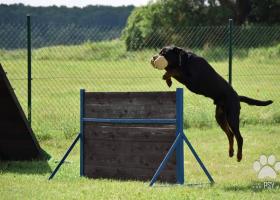 Rottweiler,Rotvajler šteniatka + preukaz pôvodu PP