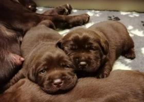 Labrador – čokoládové šteniatka s PP