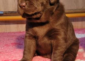 Labrador Retriever / čokoládové šteniatka/ s PP
