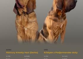 Šteniatka bloodhound