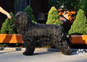 Briard -  čierne šteniatka s preukazom pôvodu
