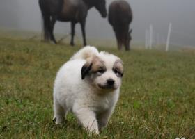 Pyrenejský horský pes - štěňata s PP