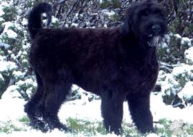 Čierny ruský teriér, šteniatko, fenka