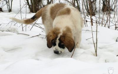 Moskovský strážny pes