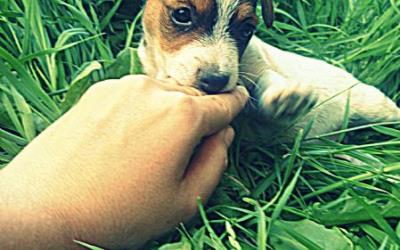 JACK RUSSELL TERIER