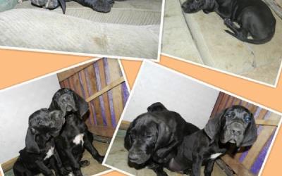Nemecka doga čierna štenatá na predaj