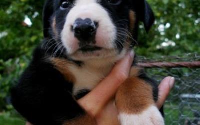 Predám šteniatka s PP -appenzellský salašnícky pes