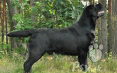 Labrador štěňata černá a žlutá, TOP kvalita