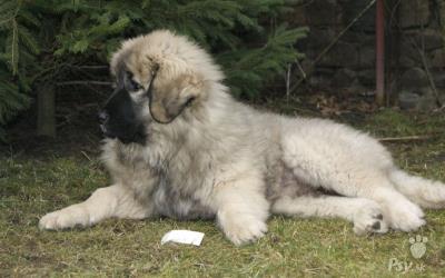 štěňátko kavkazského pasteveckého psa s PP FCI