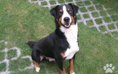 Darujem-Appenzellský salašnický pes