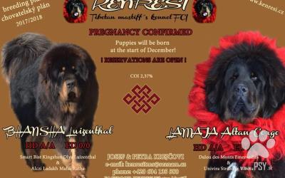 Tibetská doga - štěně s PP
