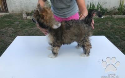 Prodám štěně čínský chocholatý pes- labutěnka