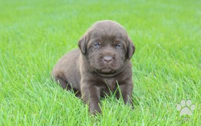 Labrador Retriever - šteniatka s PP