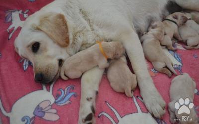 Labrador - žlté šteniatka s PP