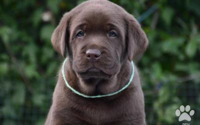 Chocolate puppies labrador retriever / Kennel FCI