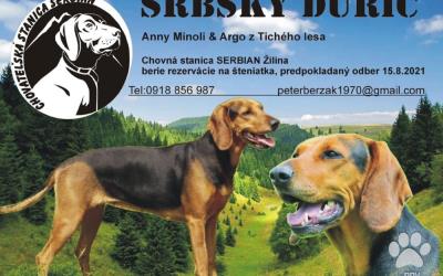 Srbský durič - šteniatka na predaj
