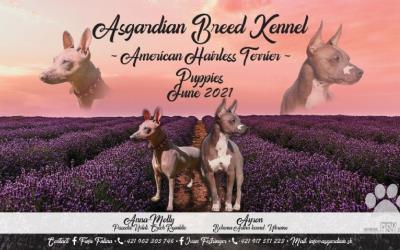 American Hairless Terrier - free for reservation