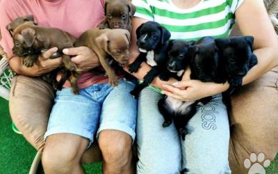 American Pit Bullterrier Puppies na predaj