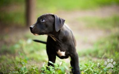 Americký Pit Bull Terrier chlapec na predaj