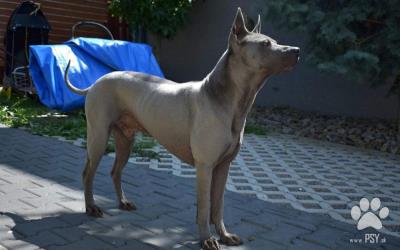 ChS Thajský ridžbek Thai Ridgeback dog