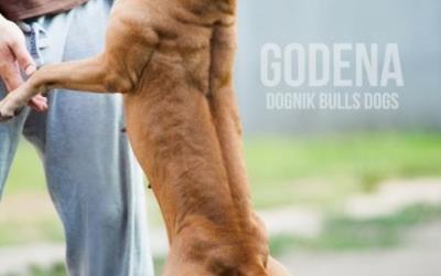 Kúpte si šteniatko pitbulla na Slovensku