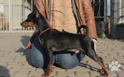 Miniatúrny pinč(Trpasličí pinč ), pes s PP