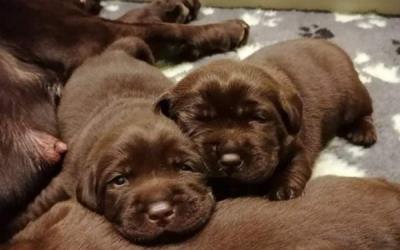 Labrador – čokoládové šteniatka s PP