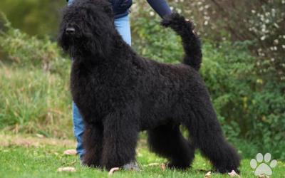 Čierny teriér - šteniatka s preukazom pôvodu FCI
