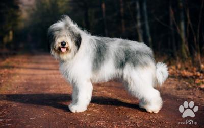 Mioritický rumunský pastiersky pes šteniatka