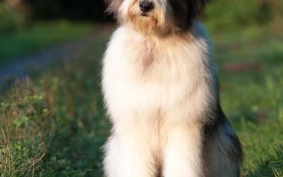 Mioritický rumunský pastiersky pes šteniatka